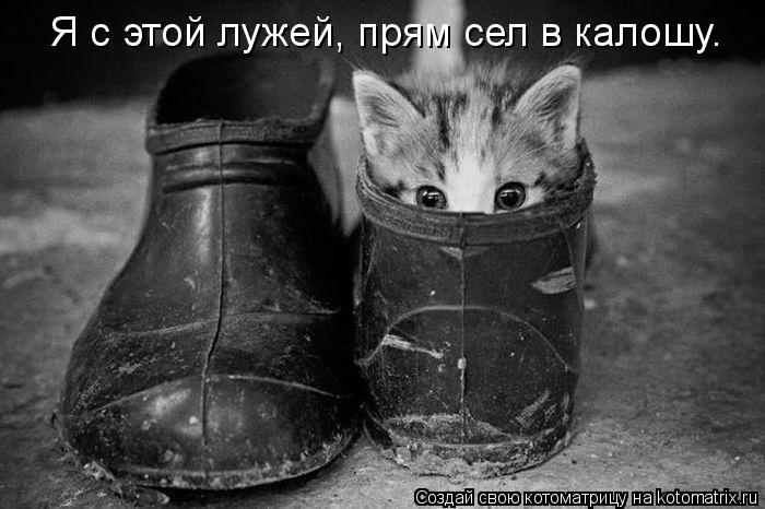 Я с этой лужей, прям сел в калошу.... Котоматрица: Я с этой лужей, прям сел в калошу.