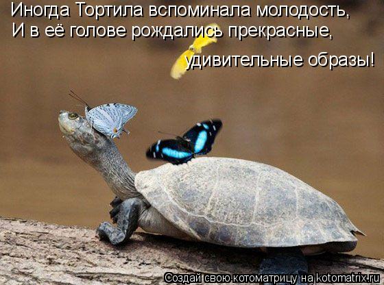 Иногда Тортила вспоминала молодость, И в её голове рождались прекрасные, удивительные образы!... Котоматрица: Иногда Тортила вспоминала молодость, И в её голове рождались прекрасные, удивительные образы!