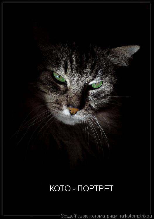 КОТО - ПОРТРЕТ... Котоматрица: КОТО - ПОРТРЕТ