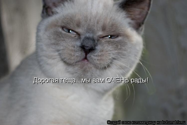 Дорогая тёща...мы вам ОЧЕНЬ рады!... Котоматрица: Дорогая тёща...мы вам ОЧЕНЬ рады!