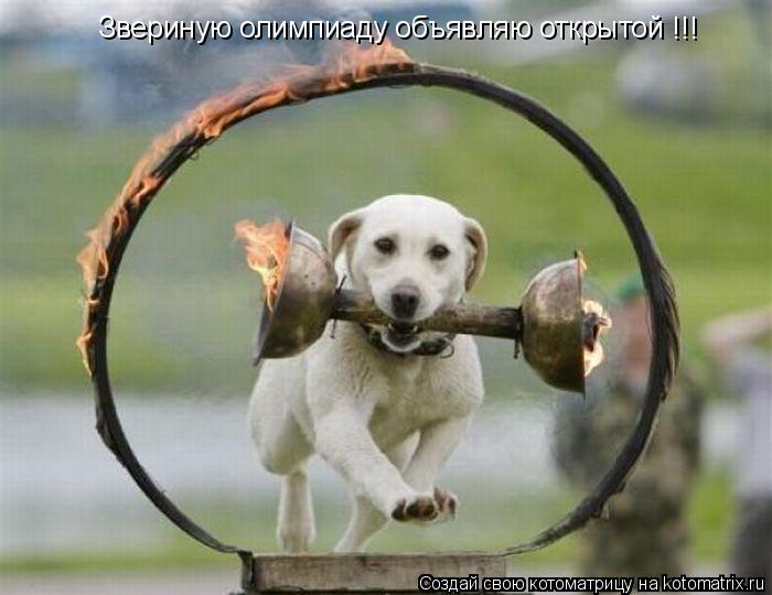Звериную олимпиаду объявляю открытой !!!... Котоматрица: Звериную олимпиаду объявляю открытой !!!