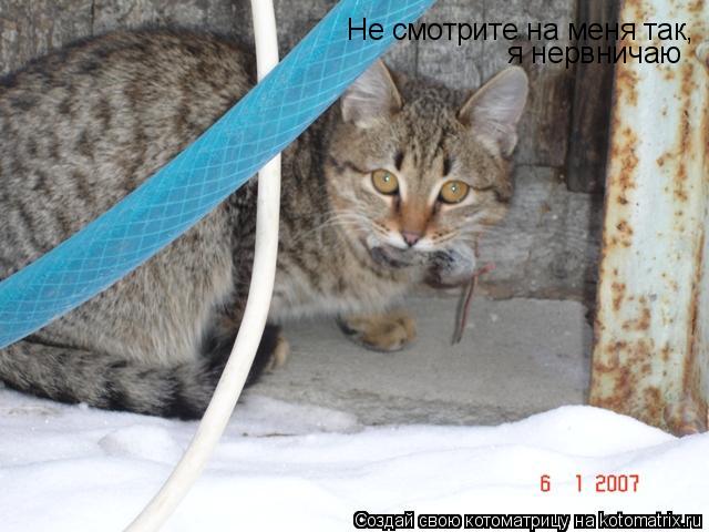 Не смотрите на меня так, я нервничаю... Котоматрица: Не смотрите на меня так, я нервничаю