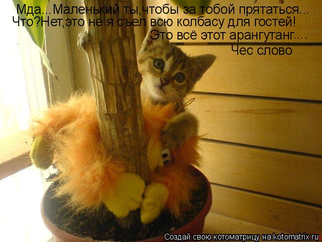 Мда...Маленький ты,чтобы за тобой прятаться... Что?Нет,это не я съел всю колбасу для гостей! Это всё ... Котоматрица: Мда...Маленький ты,чтобы за тобой прятаться... Что?Нет,это не я съел всю колбасу для гостей! Это всё этот арангутанг .... Чес слово