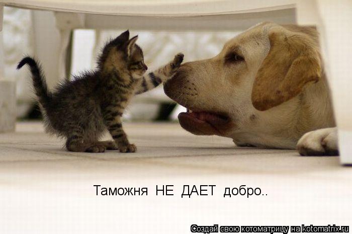 Таможня НЕ ДАЕТ добро..... Котоматрица: Таможня НЕ ДАЕТ добро..