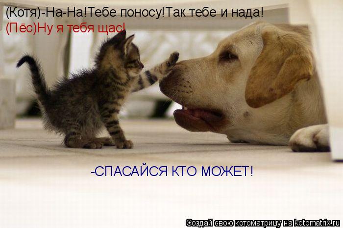 (Котя)-На-На!Тебе поносу!Так тебе и нада! (Пёс)Ну я тебя щас! -СПАСАЙСЯ КТО МОЖЕТ!... Котоматрица: (Котя)-На-На!Тебе поносу!Так тебе и нада! (Пёс)Ну я тебя щас! -СПАСАЙСЯ КТО МОЖЕТ!