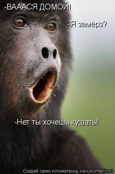 -ВАААСЯ ДОМОЙ! -Я замёрз? -Нет ты хочешь кушать!... Котоматрица: -ВАААСЯ ДОМОЙ! -Я замёрз? -Нет ты хочешь кушать!