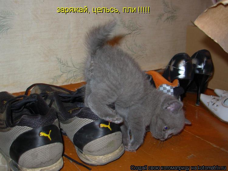 заряжай, цельсь, пли !!!!!... Котоматрица: заряжай, цельсь, пли !!!!!