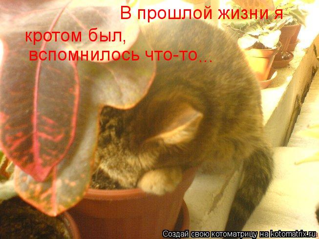 В прошлой жизни я кротом был, вспомнилось что-то ...... Котоматрица: В прошлой жизни я кротом был, вспомнилось что-то ...