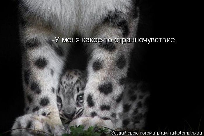 -У меня какое-то странночувствие…... Котоматрица: -У меня какое-то странночувствие…