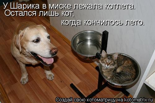 Котоматрица: У Шарика в миске лежала котлета. Остался лишь кот,  когда кончилось лето.