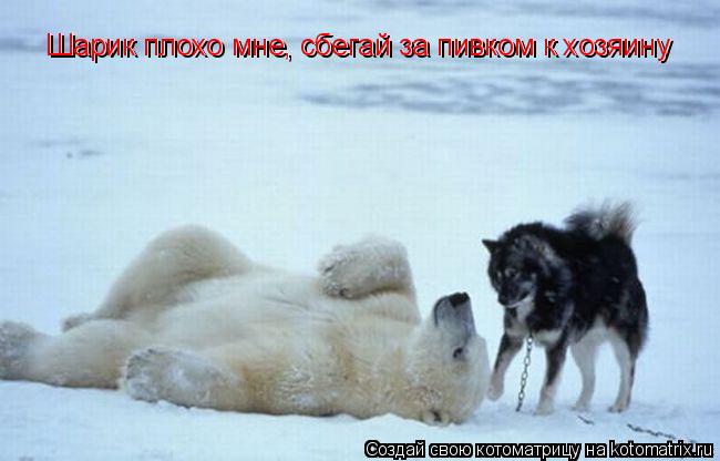 Шарик плохо мне, сбегай за пивком к хозяину Шарик плохо мне, сбегай за пивком к хозяину... Котоматрица: Шарик плохо мне, сбегай за пивком к хозяину Шарик плохо мне, сбегай за пивком к хозяину