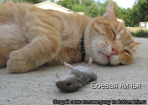 Боевая ничья... Котоматрица: Боевая ничья