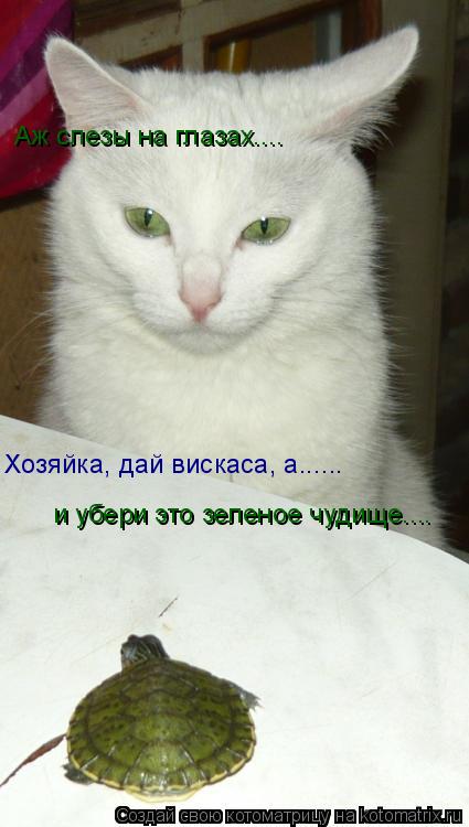 Аж слезы на глазах.... Хозяйка, дай вискаса, а...... и убери это зеленое чудище....... Котоматрица: Аж слезы на глазах.... Хозяйка, дай вискаса, а...... и убери это зеленое чудище....
