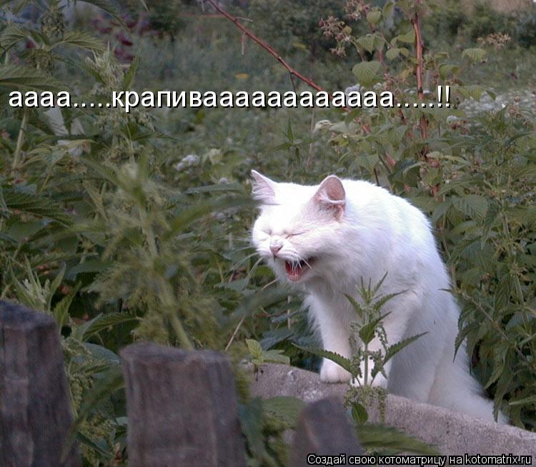аааа.....крапиваааааааааааа.....!!... Котоматрица: аааа.....крапиваааааааааааа.....!!