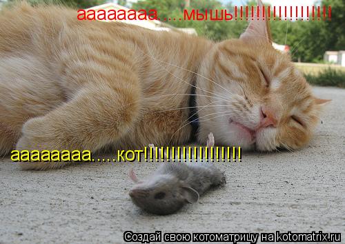 Котоматрица: аааааааа.....кот!!!!!!!!!!!!!!!!!! аааааааа.....мышь!!!!!!!!!!!!!!!!!!