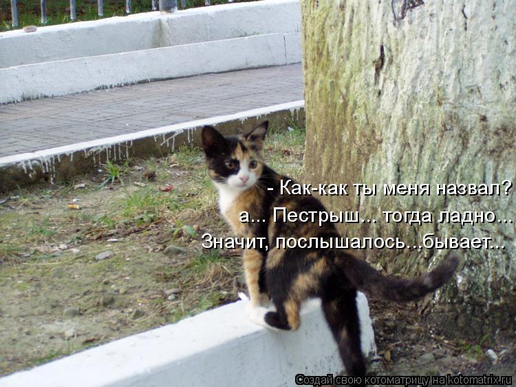- Как-как ты меня назвал? а... Пестрыш... тогда ладно... Значит, послышалось...бывает...... Котоматрица: - Как-как ты меня назвал? а... Пестрыш... тогда ладно... Значит, послышалось...бывает...