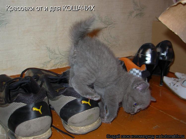 Красовки от и для КОШАЧИХ... Котоматрица: Красовки от и для КОШАЧИХ
