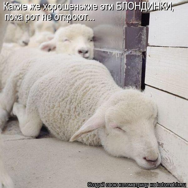 Какие же хорошенькие эти БЛОНДИНКИ, пока рот не откроют...... Котоматрица: Какие же хорошенькие эти БЛОНДИНКИ, пока рот не откроют...
