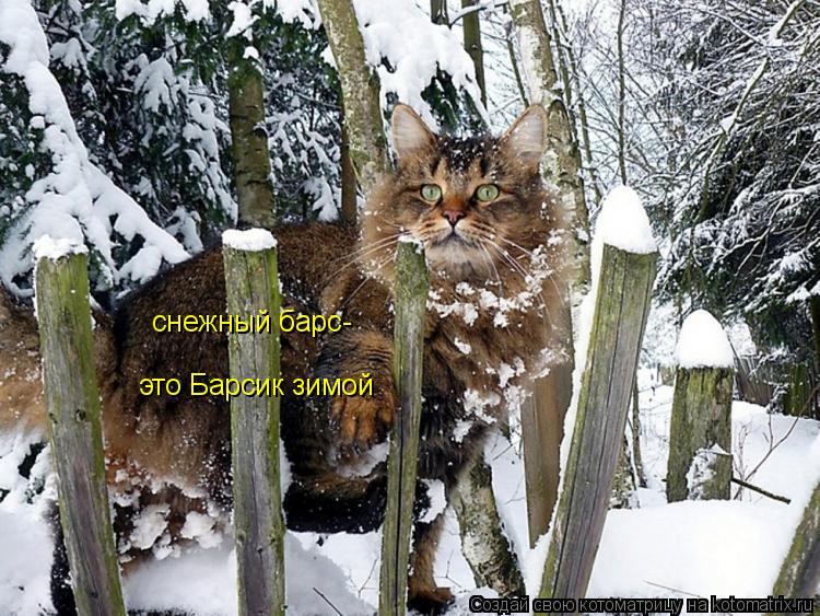снежный барс- это Барсик зимой... Котоматрица: снежный барс- это Барсик зимой