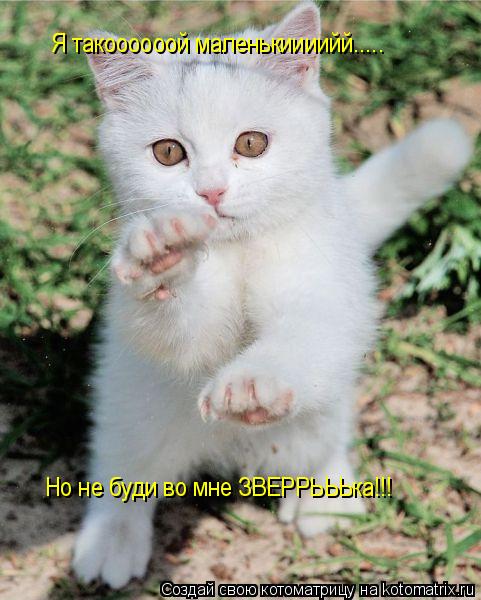 Я такоооооой маленькиииийй..... Но не буди во мне ЗВЕРРЬЬЬка!!!... Котоматрица: Я такоооооой маленькиииийй..... Но не буди во мне ЗВЕРРЬЬЬка!!!