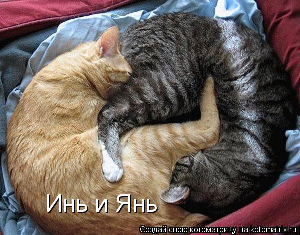 Инь и Янь... Котоматрица: Инь и Янь