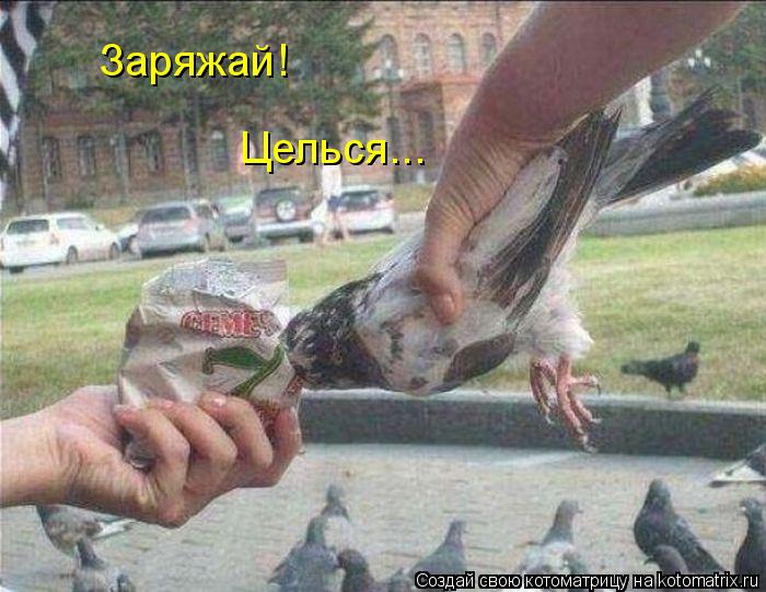 Заряжай! Целься...... Котоматрица: Заряжай! Целься...