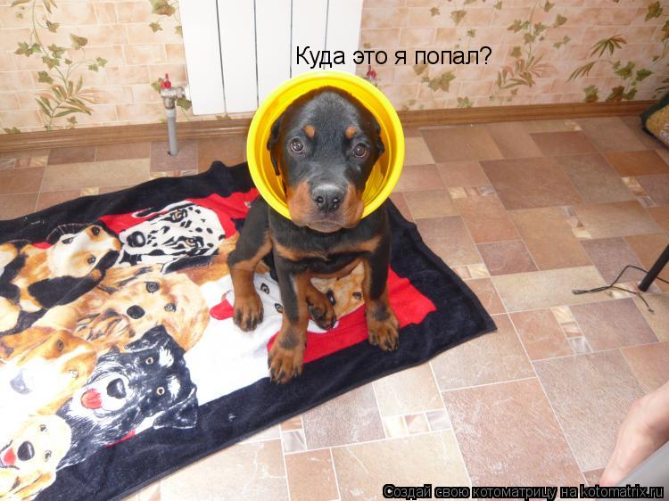 Куда это я попал?... Котоматрица: Куда это я попал?