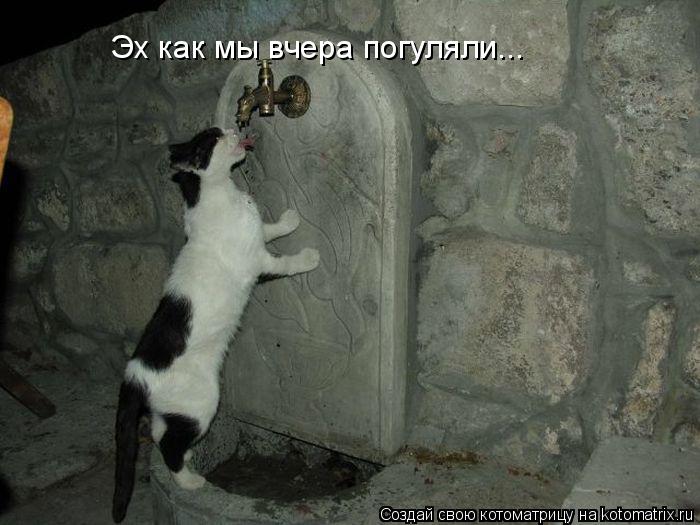 Эх как мы вчера погуляли...... Котоматрица: Эх как мы вчера погуляли...