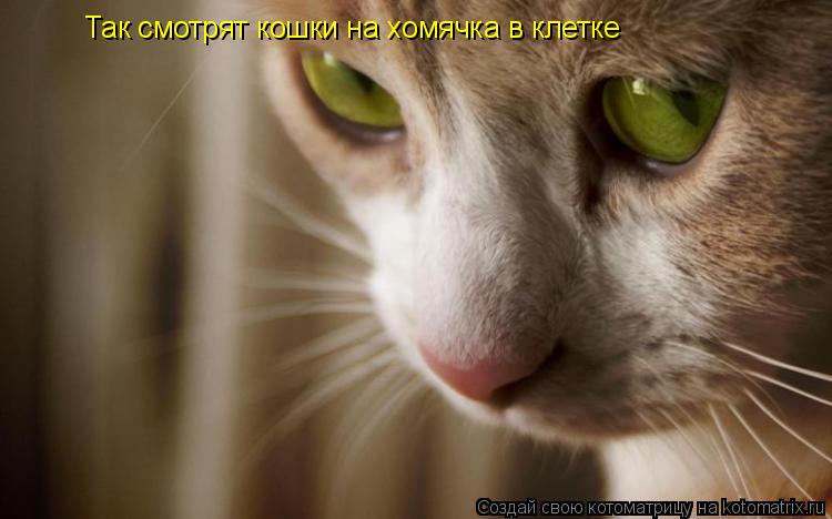 Так смотрят кошки на хомячка в клетке... Котоматрица: Так смотрят кошки на хомячка в клетке