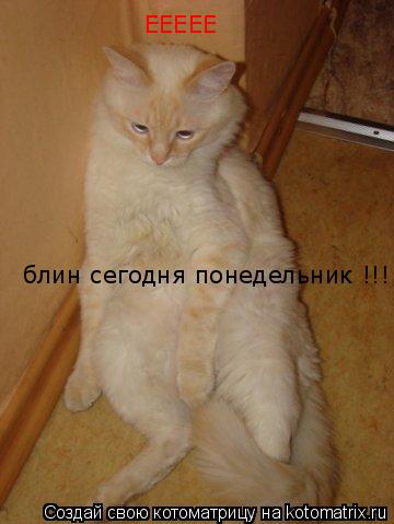 блин сегодня понедельник !!! ЕЕЕЕЕ... Котоматрица: блин сегодня понедельник !!! ЕЕЕЕЕ