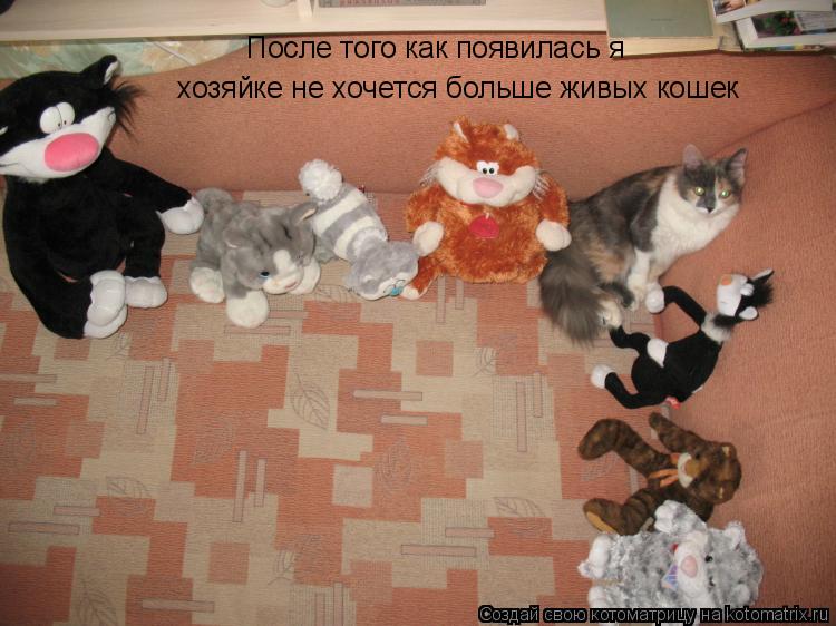 После того как появилась я хозяйке не хочется больше живых кошек... Котоматрица: После того как появилась я хозяйке не хочется больше живых кошек