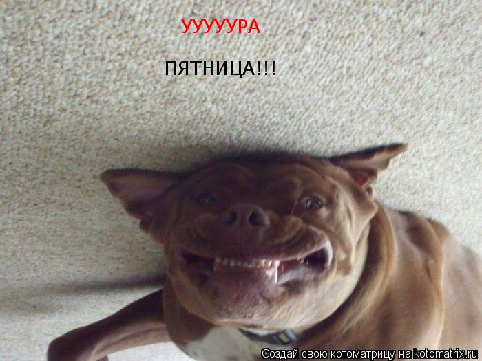 УУУУУРА ПЯТНИЦА!!!... Котоматрица: УУУУУРА ПЯТНИЦА!!!