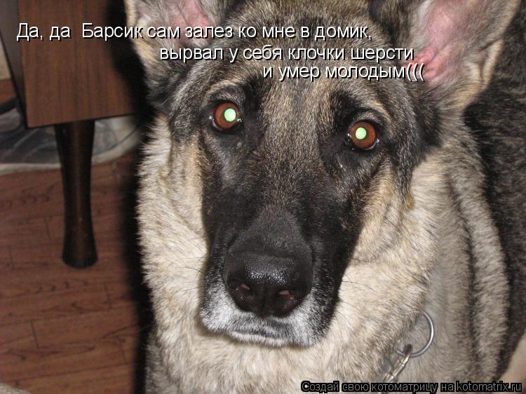 Да, да Барсик сам залез ко мне в домик, вырвал у себя клочки шерсти и умер молодым(((... Котоматрица: Да, да Барсик сам залез ко мне в домик, вырвал у себя клочки шерсти и умер молодым(((