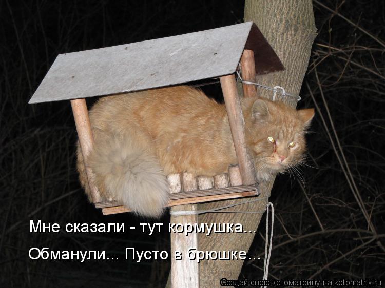 Мне сказали - тут кормушка... Обманули... Пусто в брюшке...... Котоматрица: Мне сказали - тут кормушка... Обманули... Пусто в брюшке...