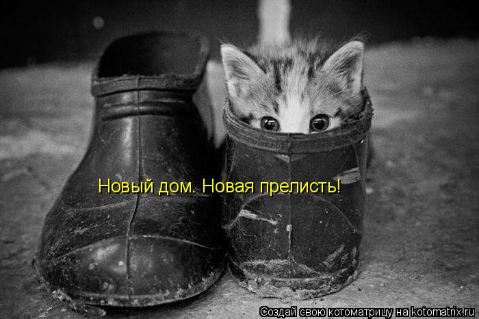 Новый дом. Новая прелисть!... Котоматрица: Новый дом. Новая прелисть!