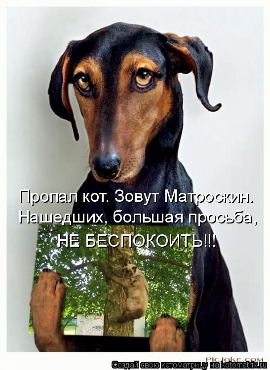 Пропал кот. Зовут Матроскин. Нашедших, большая просьба, НЕ БЕСПОКОИТЬ!!!... Котоматрица: Пропал кот. Зовут Матроскин. Нашедших, большая просьба, НЕ БЕСПОКОИТЬ!!!