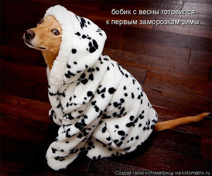 бобик с весны готовился к первым заморозкам зимы...... Котоматрица: бобик с весны готовился к первым заморозкам зимы...