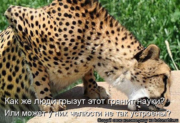 Как же люди грызут этот гранит науки? Или может у них челюсти не так устроены?... Котоматрица: Как же люди грызут этот гранит науки? Или может у них челюсти не так устроены?