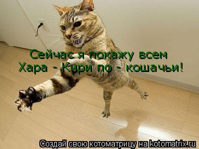 Сейчас я покажу всем Хара - Кири по - кошачьи!... Котоматрица: Сейчас я покажу всем Хара - Кири по - кошачьи!