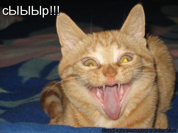 сЫЫЫр!!!... Котоматрица: сЫЫЫр!!!