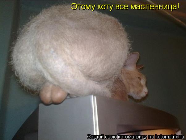 Котоматрица: Этому коту все масленница!