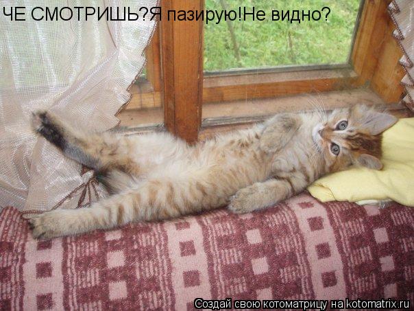 ЧЕ СМОТРИШЬ?Я пазирую!Не видно?... Котоматрица: ЧЕ СМОТРИШЬ?Я пазирую!Не видно?