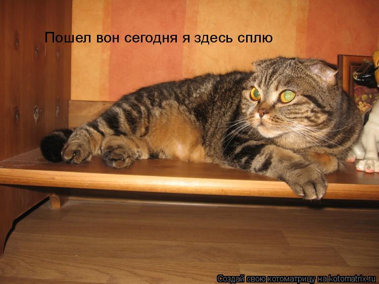 Пошел вон сегодня я здесь сплю... Котоматрица: Пошел вон сегодня я здесь сплю