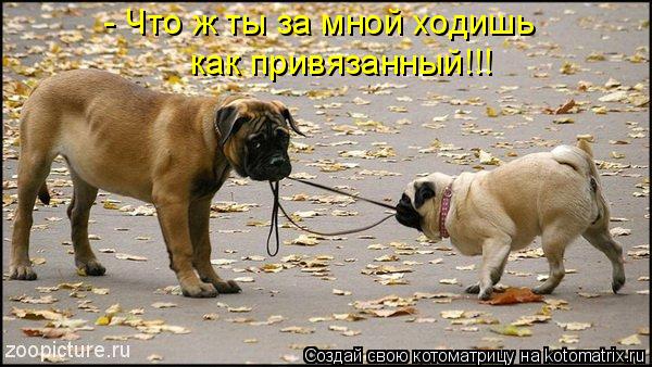 - Что ж ты за мной ходишь как привязанный!!!... Котоматрица: - Что ж ты за мной ходишь как привязанный!!!