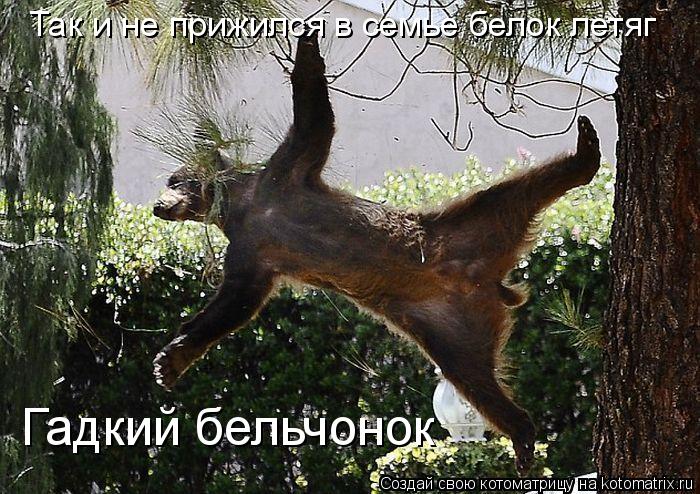 Так и не прижился в семье белок летяг Гадкий бельчонок... Котоматрица: Так и не прижился в семье белок летяг Гадкий бельчонок