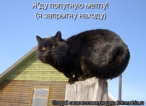 Котоматрица: Жду попутную метлу! (я запрыгну находу)