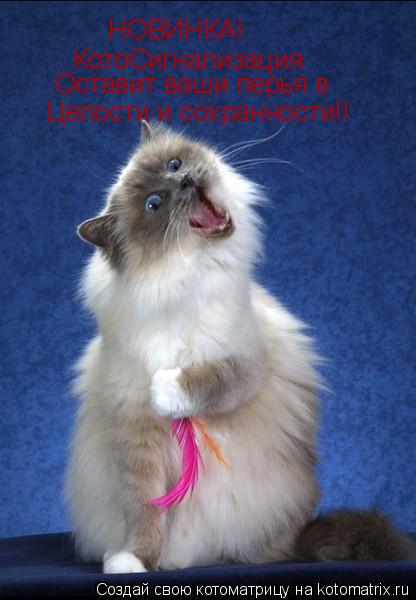 НОВИНКА! КотоСигнализация Оставит ваши перья в Целости и сохранности!!... Котоматрица: НОВИНКА! КотоСигнализация Оставит ваши перья в Целости и сохранности!!