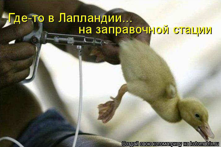 Где-то в Лапландии... на заправочной стации... Котоматрица: Где-то в Лапландии... на заправочной стации
