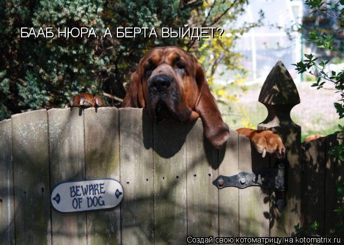 БААБ НЮРА,,А БЕРТА ВЫЙДЕТ?... Котоматрица: БААБ НЮРА,,А БЕРТА ВЫЙДЕТ?