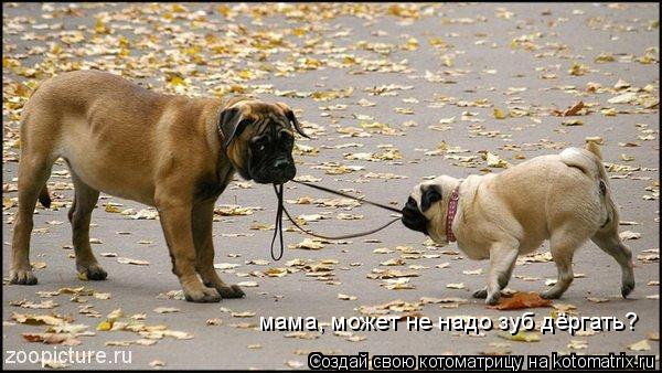 мама, может не надо зуб дёргать?... Котоматрица: мама, может не надо зуб дёргать?